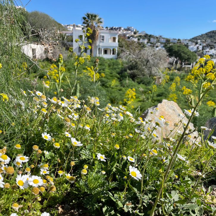 Spring on the Bodrum Peninsula: A Season of Colour and Inspiration