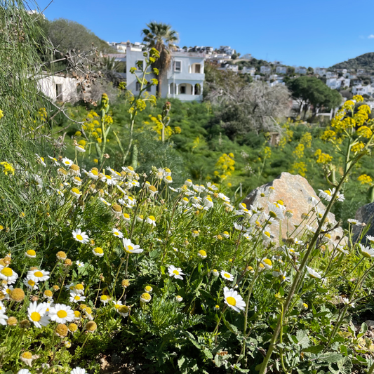 Spring on the Bodrum Peninsula: A Season of Colour and Inspiration