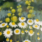 Chamomile Spring | Bodrum Series | Mixed Media Original Landscape