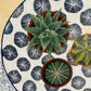 Cacti and Succulents | Floral Still Life | Mixed Media Original Artwork
