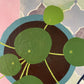 Quartet | Still Life | Mixed Media Original Artwork